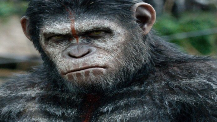 is caesar in kingdom of the planet of the apes
